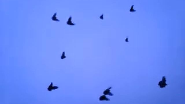 николаевские голуби смотреть онлайн