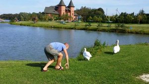 Охота на лебедей )