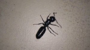 СЛУЧИЛОСЬ УЖАСНОЕ !!! Умирает Матка муравьев. КОЛОНИЯ ПОГИБАЕТ. Формикарий