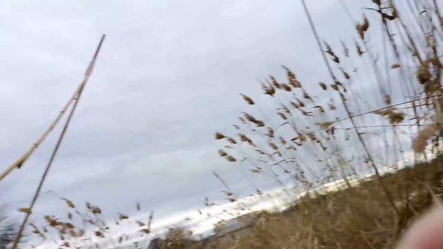 Куница или ондатра ? смотреть онлайн