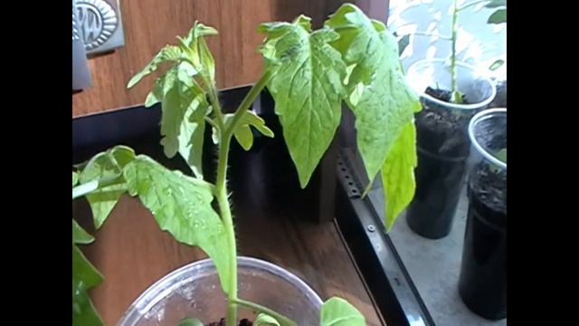 Чего не хватает рассаде томатов!!! смотреть онлайн