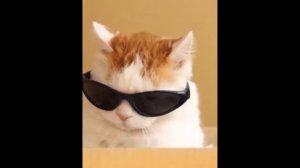 Лютые приколы. КОЛОБОК - ВЫХОДИ!!! Тест на психику! Попробуй не засмеяться! – Domi Show!