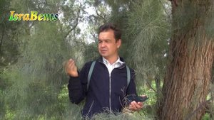 Деревья Израиля - Тамариск (Israel trees - Tamarix)