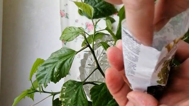 Роза Китайская  Размножение черенками