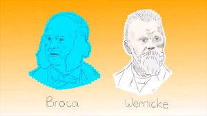 Миф о левом и правом полушариях мозга! Елизавета Уотерс #TED-Ed