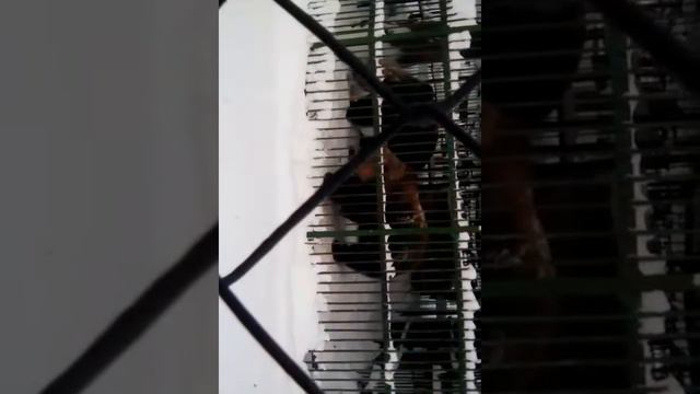 Медведи в клетке смотреть онлайн