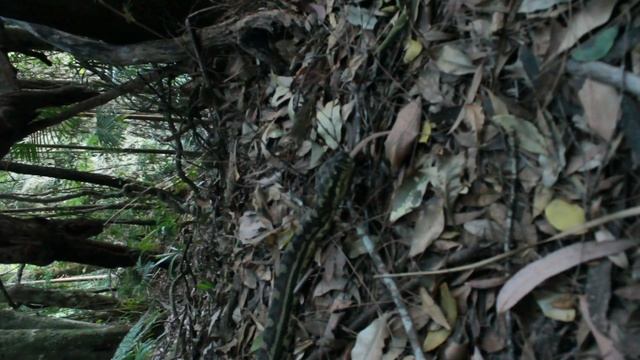 Coastal Carpet Python's Journey Through Rainforest??️24/8/23 Путешествие питона по тропическому лес