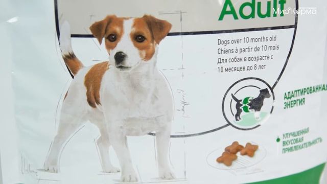 Обзор корма Royal Canin для собак мелких пород