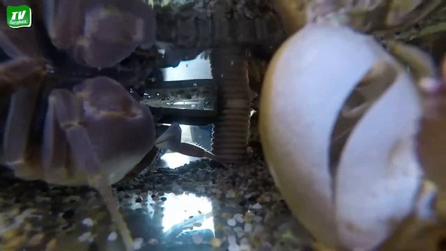 Радужный краб полинял. 76-я серия. смотреть онлайн