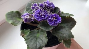 Фиалка (сенполия) Lyon's Little Sweetheart (S.Sorano)  - Маленький любимец Лиона