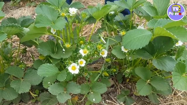 Ремонтантный сорт клубники ЛИНОСА у Александра (23-04-2018) смотреть онлайн