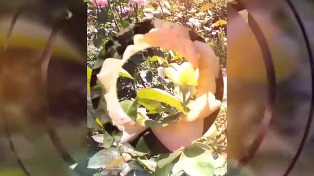 Роза Глория Дей в моем саду август 2020 Rosa Gloria Dai смотреть онлайн