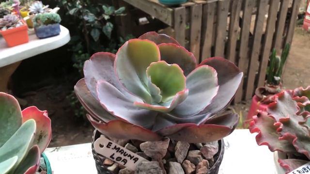 Suculentas Novas Moradoras do Sítio Venham Ver 👀👀 смотреть онлайн