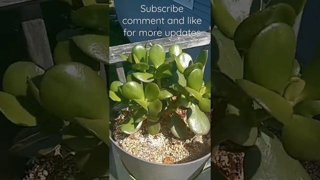 Crassula Ovata Jade Forest Plant Update 22