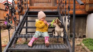 Щенки корги и ребенок