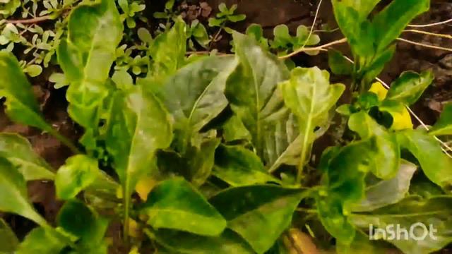 Поездка к бабушке на дачу. смотреть онлайн