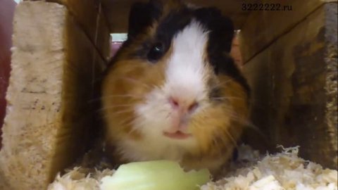 Содержание грызунов