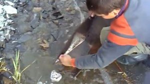 Как мыть золото