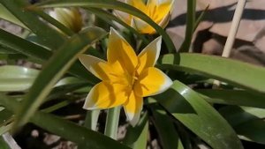 + Тюльпан Ботанический Поздний Tulipa tarda, syn  T  dasystemonв нашем саду  Видеопортрет растения