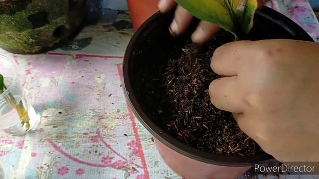 HOW I PROPAGATE MY WAVE OF LOVE ANTHURIUM.. TAGALOG/BISAYA VLOG.. смотреть онлайн