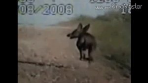 Неизвестные Животные Планеты Земля 008 - Чупакабра