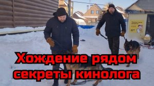 Как научить собаку ходить рядом. Тонкости при обучении