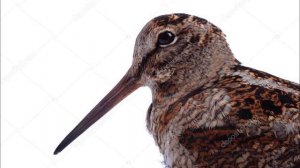 Голос Вальдшнепа.