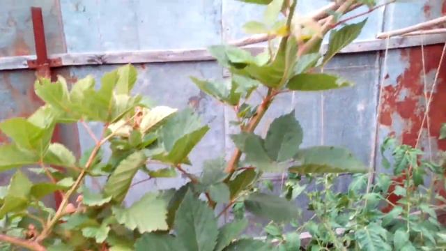 Ежевика с Перепелиное Яйцо Тройная корона Ежевика Без Шипов