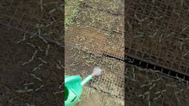 Посеяли солероссо смотреть онлайн