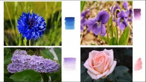 Сказка о лекарственных растениях