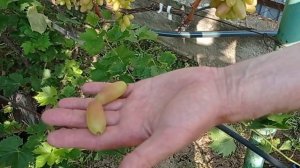 @Виноград Аксайський манікюр 28-08-23.  Виноградник Гергеля