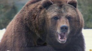 БЕЛЫЙ МЕДВЕДЬ VS ГРИЗЛИ КТО ПОБЕДИТ?