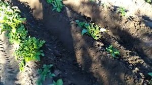 МБ Нева и Крот, окучивание картофеля