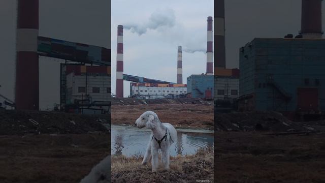 Бедлингтон терьер, норильская ТЭЦ-1 и озеро Долгое.