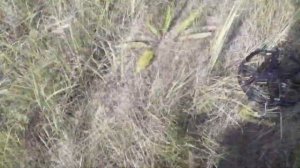 Обзор на китайский металлоискатель MD6350 клон GARRETT ACE 350. Первый выход.