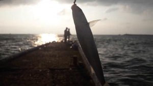 Ловля кефали в Сочи в декабре