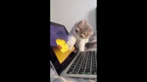 FUNNY CAT MEMES ?? and MOST TRENDING KITTENS 2023 v116|? Moments of Cute Animal | You Laugh You Los