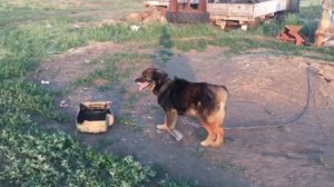 Пёсик 5 лет жил на цепи и отзывался только на крики. Но случилось Невероятное!