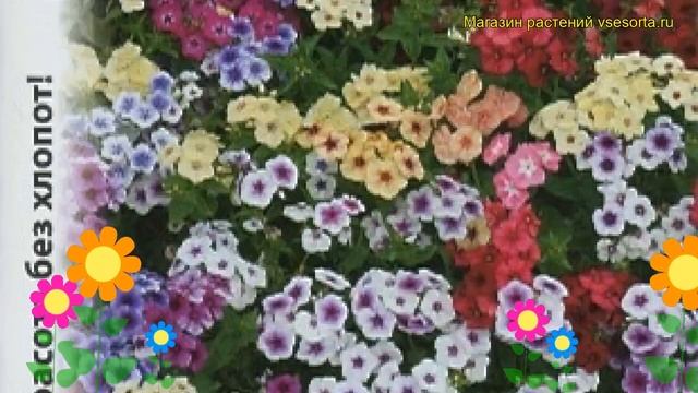 Флокс обыкновенный Гобелен. Краткий обзор, описание характеристик phlox drummondii смотреть онлайн