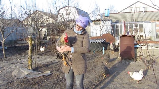 Адлерский Серебристый и Гриз Бар! Будни птичьего хозяйства! смотреть онлайн