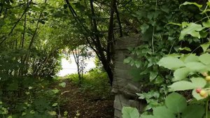 ЕЖЕВИКА - собираю и делаю ВКУСНЕЙШЕЕ ЖЕЛЕ!