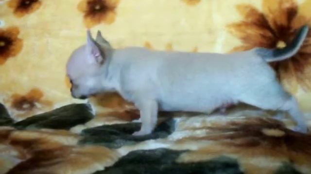 Чихуахуа гш палевый кобелёк смотреть онлайн