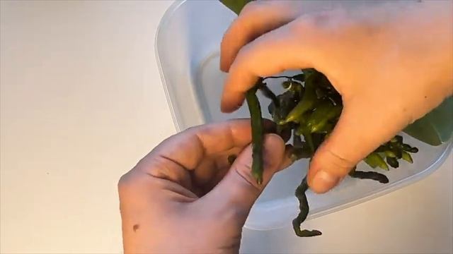 Орхидеи без ГРУНТА / ЧЕСТНЫЙ разбор КОРНЕЙ ОРХИДЕЙ растущих без грунта \ Как орхидеи выживают в жар смотреть онлайн