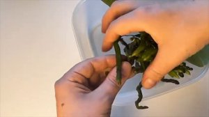 Орхидеи без ГРУНТА / ЧЕСТНЫЙ разбор КОРНЕЙ ОРХИДЕЙ растущих без грунта \ Как орхидеи выживают в жар
