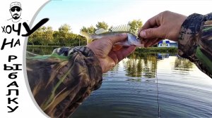 АВГУСТ - ВРЕМЯ ЛОВИТЬ ОКУНЕЙ. окунь на микроджиг. рыбалка с ультралайтом