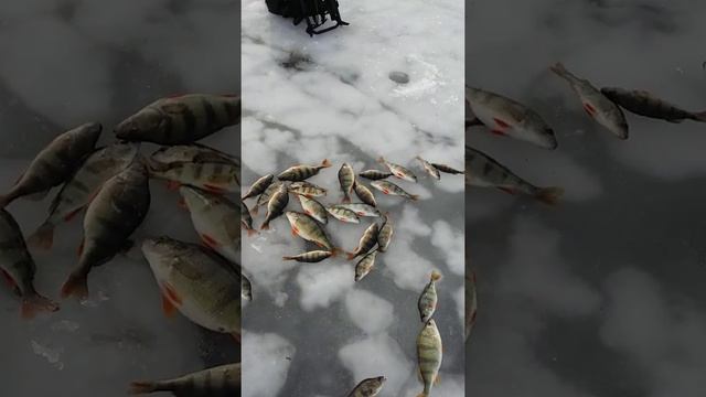 Астрахань 2016 февраль окунь на балансир смотреть онлайн