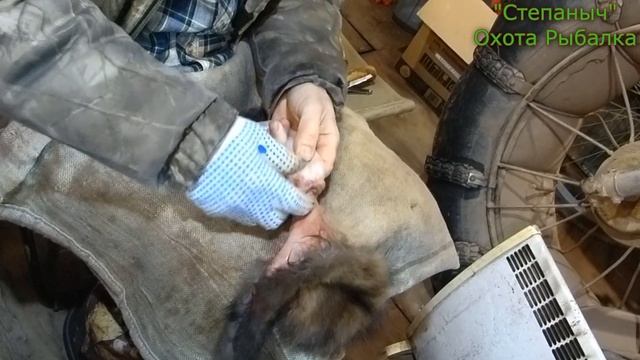 Как мездрить шкурку соболя (Впечатлительным не смотреть!!!) смотреть онлайн