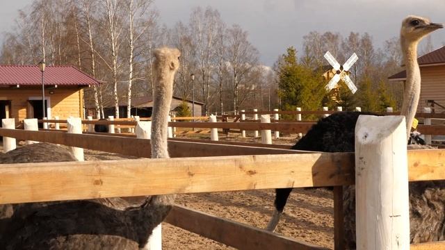 Cтраусы. Русская деревня Шуваловка. 4k.