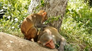 Обезьяны/Их разновидность©?