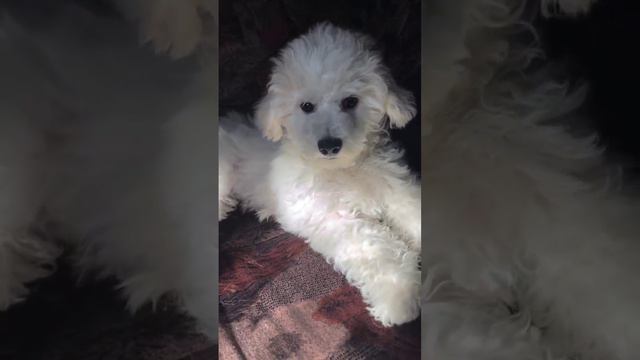 Мы для них вся жизнь ❤️